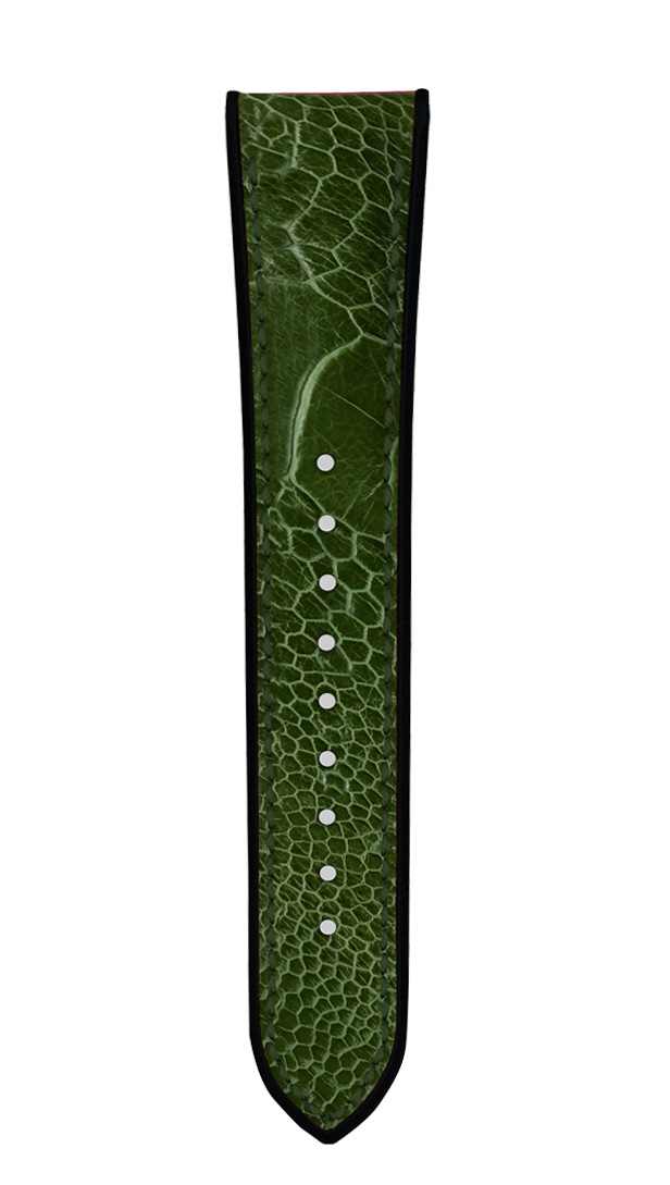 Ostrich Leg Cactus Green